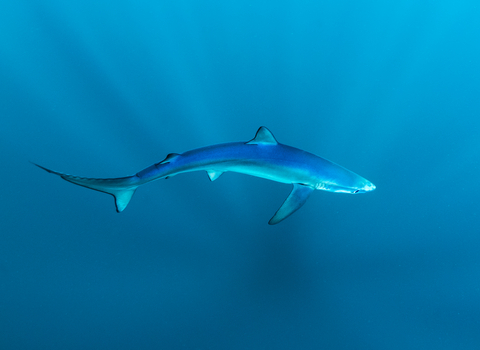 shark