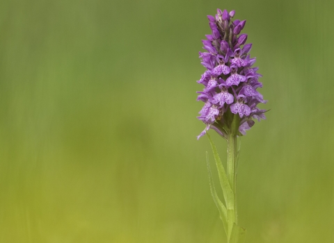 Orchid